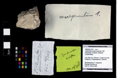 Foto (Objekt + Etikett) von Tanidromites sculpta (Quenstedt, 1857)  (NHMW-GEO-1990-0041-3181)